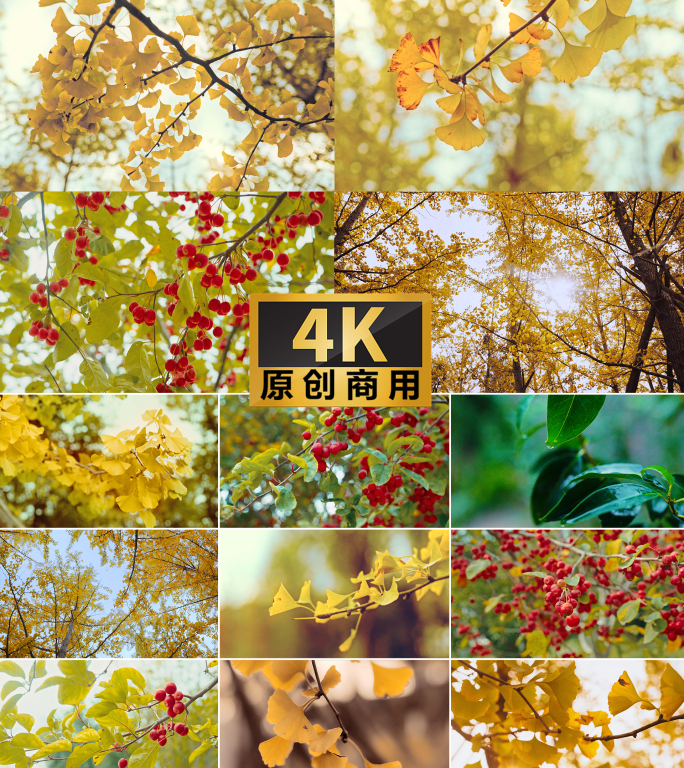 4k金色银杏秋天秋景金黄暖阳树叶下雨