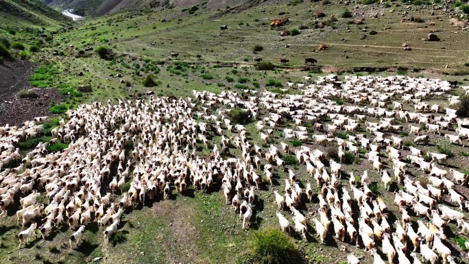 草原上奔跑的马群羊群