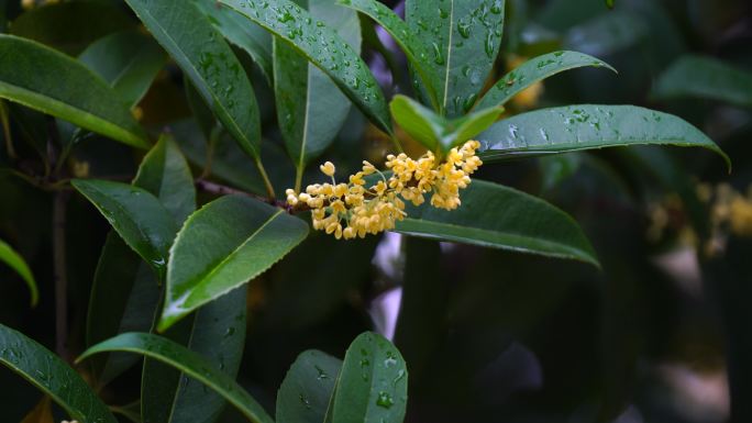 秋天桂花的特写