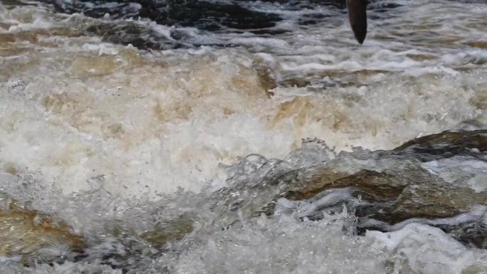 野生大西洋鲑鱼(Salmo salar)跃出水面，试图通过瀑布。苏格兰:慢动作