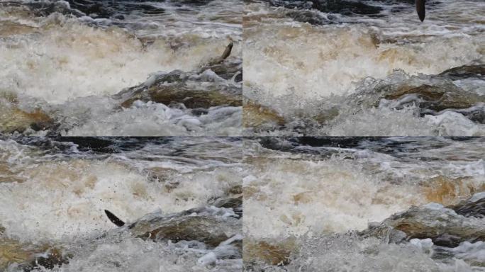 野生大西洋鲑鱼(Salmo salar)跃出水面，试图通过瀑布。苏格兰:慢动作