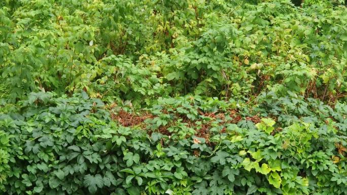 湿绿的少女葡萄在野树莓丛旁