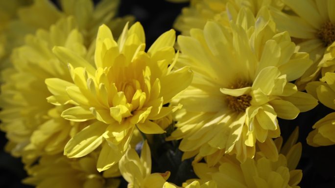 黄色翠菊
