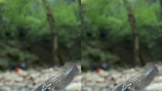一只蜻蜓一动不动地站在一片干叶子上。