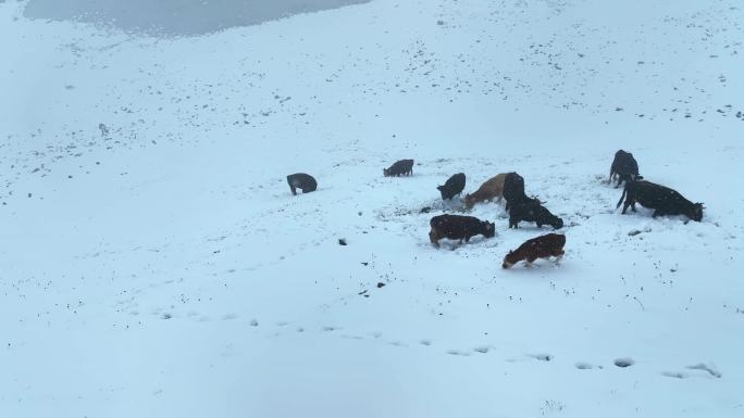 暴风雪高山上的牛羊成群【4K】航拍