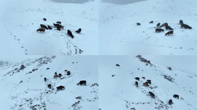 暴风雪高山上的牛羊成群【4K】航拍