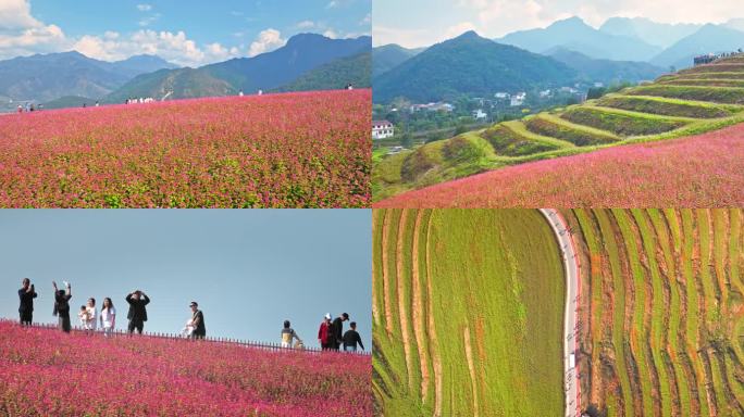 航拍蓝田荞麦花海