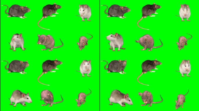 大鼠小鼠绿色隔离组