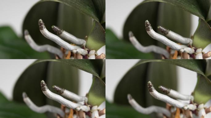 裸露的兰花根的尖芽。OrquÃ-dea蝴蝶兰室内植物。关闭了。旋转