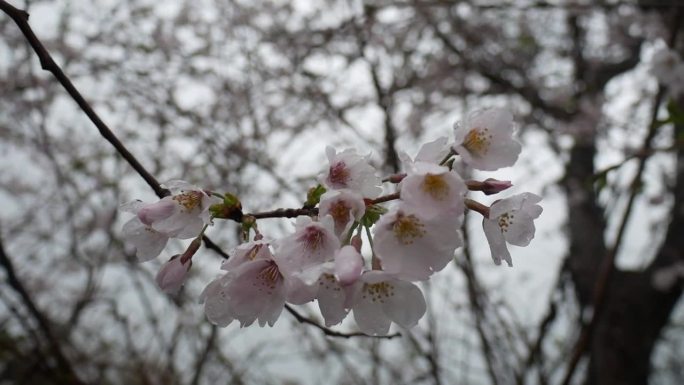 樱花雨和风