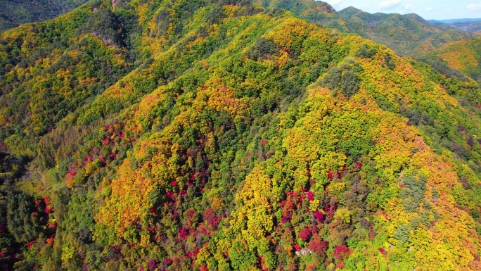 秋季风光 红叶 枫叶 农田 五花山 航拍