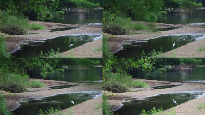 小溪里白鹤大鸟抓鱼吃生态环境