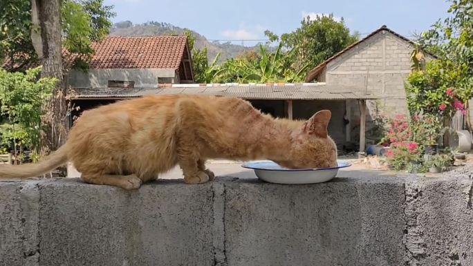 流浪猫病了，要吃的