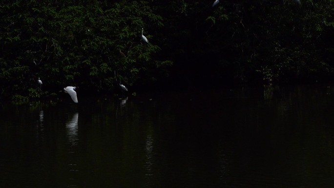 湖面飞翔的白鹭