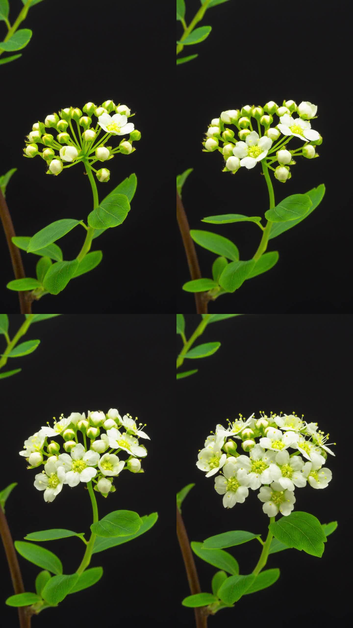垂直4k延时拍摄的白色开花灌木生长在黑色背景上。盛开的山楂花。