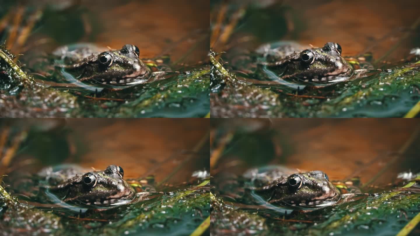 绿色的青蛙坐在沼泽特写