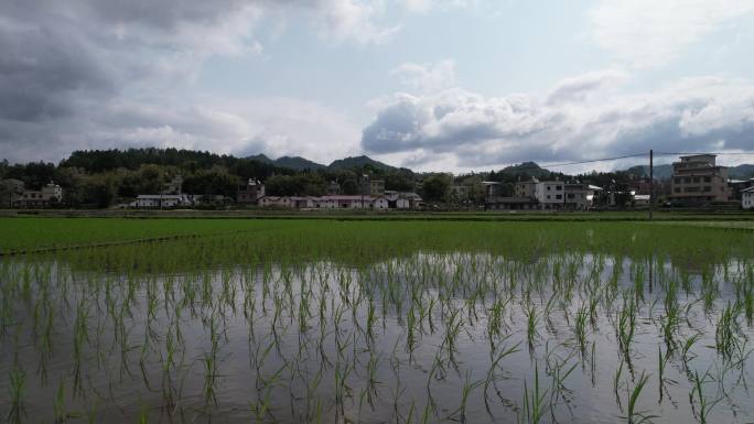 农家前的稻田逐渐推进无人机航拍镜头