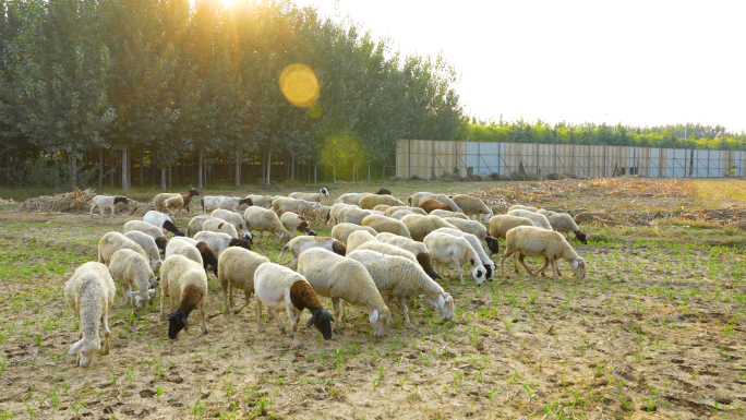 农村放羊的农民，羊群