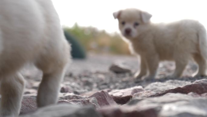 小狗幼犬