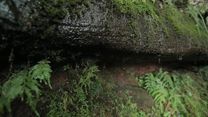 C安徽黄山白云山雨水青苔