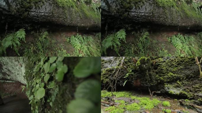 C安徽黄山白云山雨水青苔