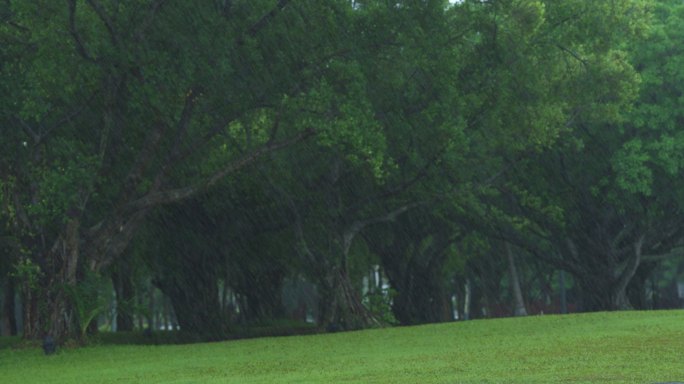 公园雨景