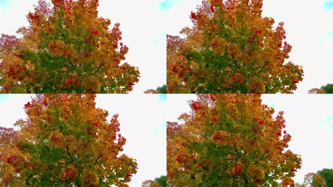 秋枫，在刮风的天气里，五彩缤纷的叶子映衬着天空