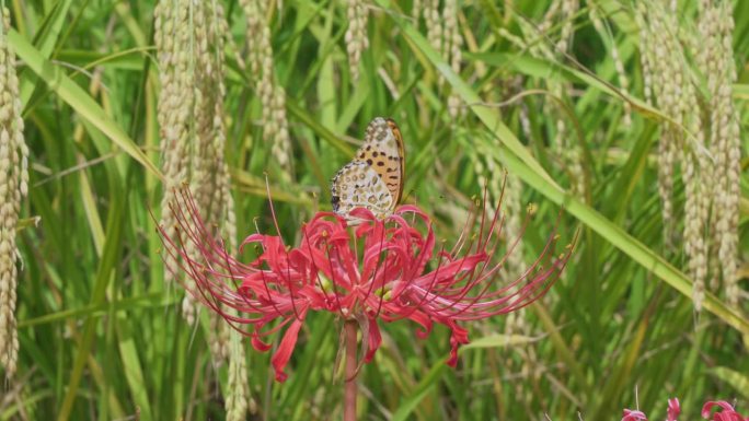 豹纹蝴蝶在高根花上。背景是稻穗。