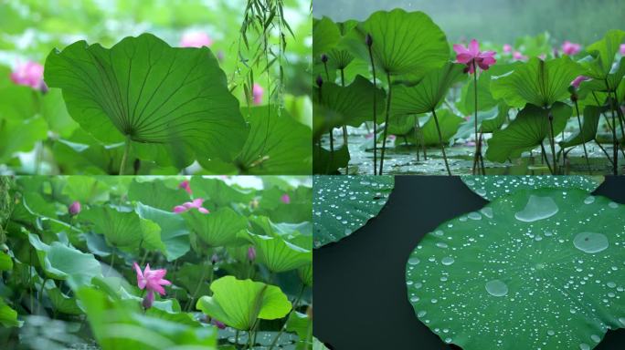 夏天大明宫太液池雨中荷塘 国风荷花盛开