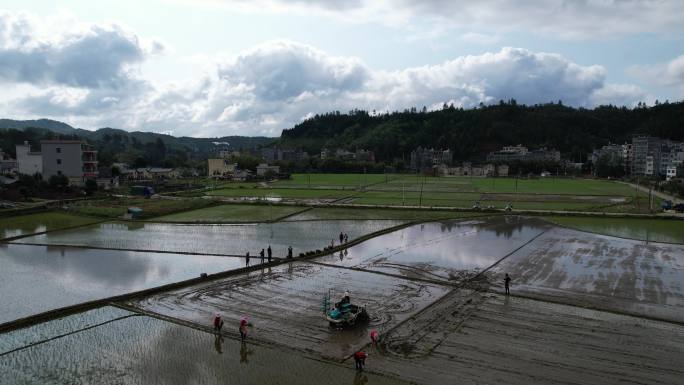 村里农民集体在稻田里栽秧播种上升镜头