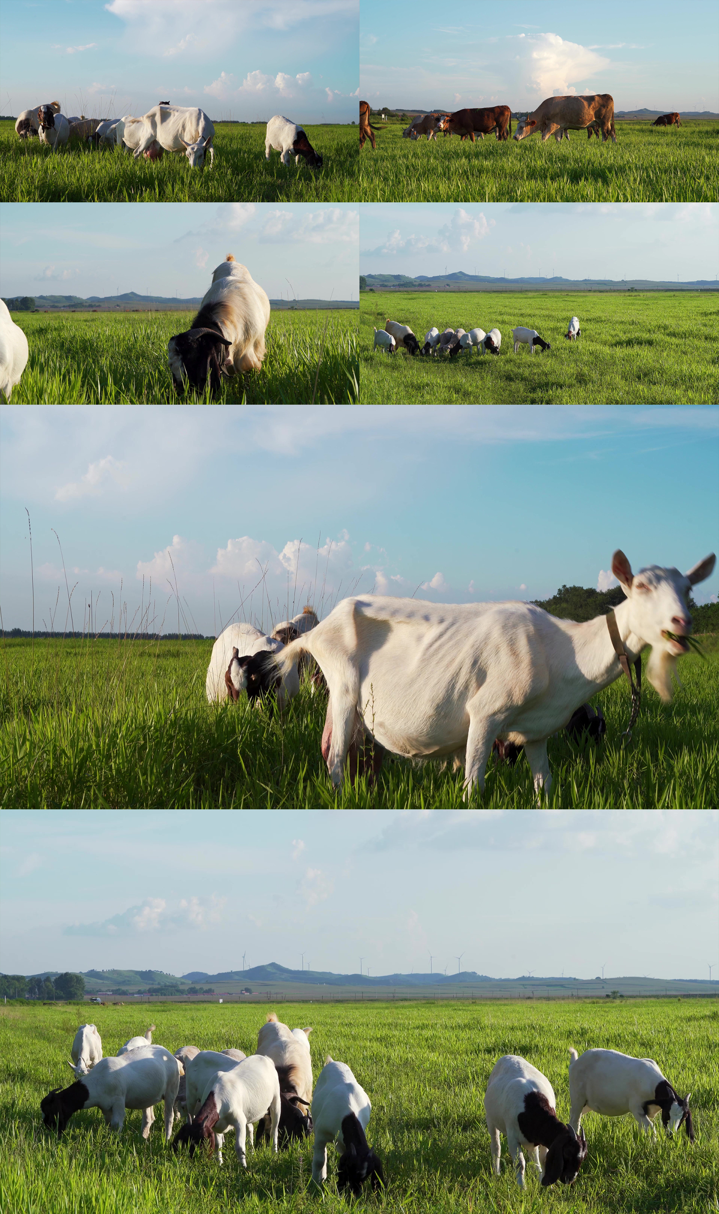 夏季空旷草地上的牛群和羊群