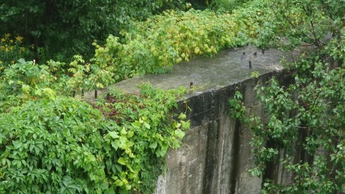 下雨时挡土墙上的少女葡萄