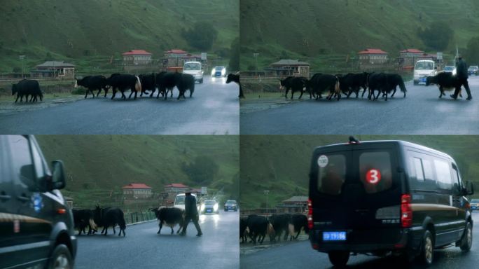 牧民带牛羊过马路