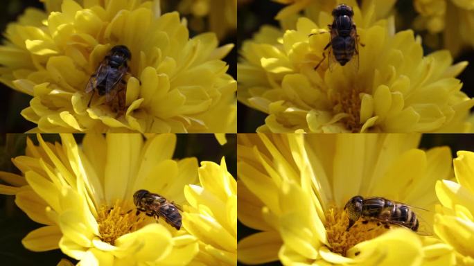 蜜蜂 花