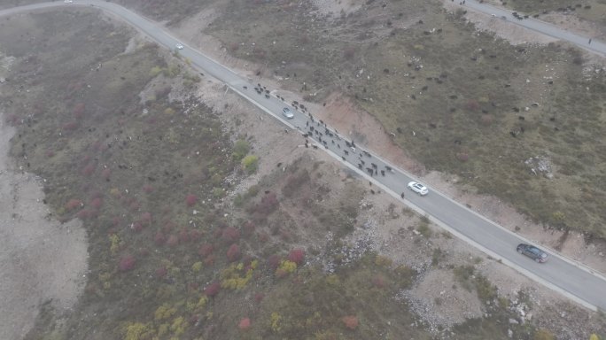 丰富场景D-log洛克公路牦牛、山谷公路