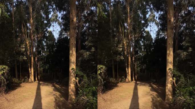 我走在有大树和长长的影子的森林里。垂直视频。