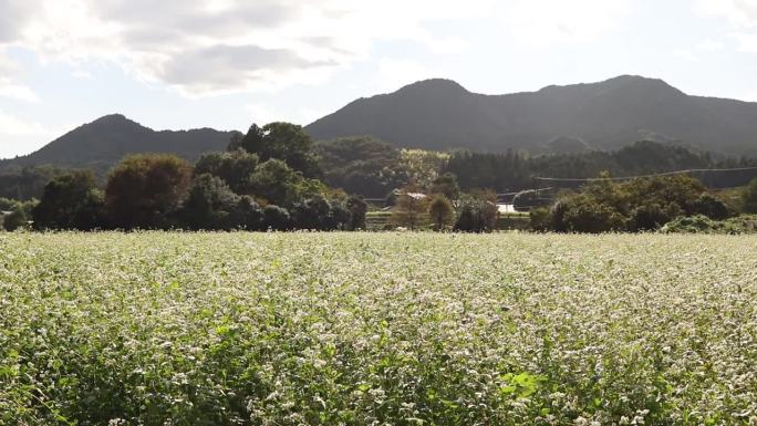 栃木县日光市
荞麦花