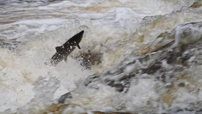 大型野生大西洋鲑鱼跳跃瀑布的慢动作特写镜头-三脚架拍摄