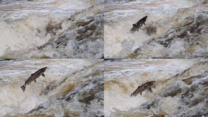 大型野生大西洋鲑鱼跳跃瀑布的慢动作特写镜头-三脚架拍摄