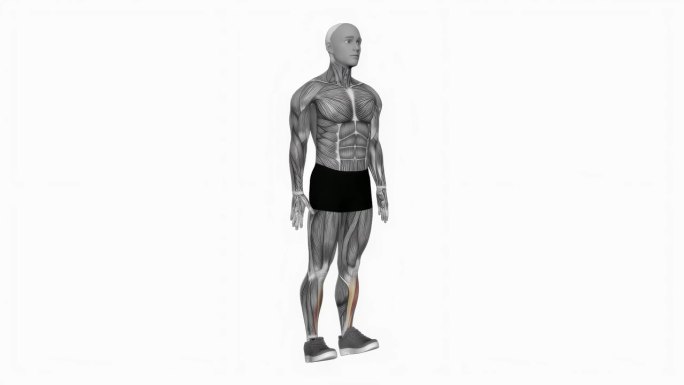 脚踝背屈健身运动锻炼动画男性肌肉突出演示4K分辨率60 fps