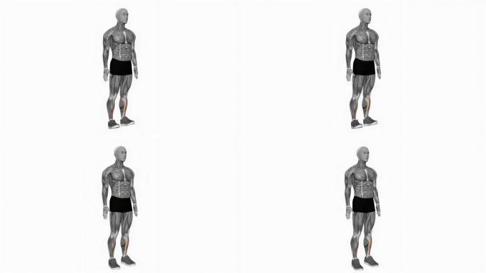 脚踝背屈健身运动锻炼动画男性肌肉突出演示4K分辨率60 fps