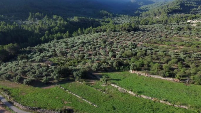 鸟瞰图:用于生产初榨橄榄油的橄榄树