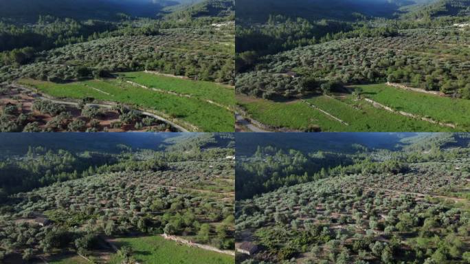 鸟瞰图:用于生产初榨橄榄油的橄榄树