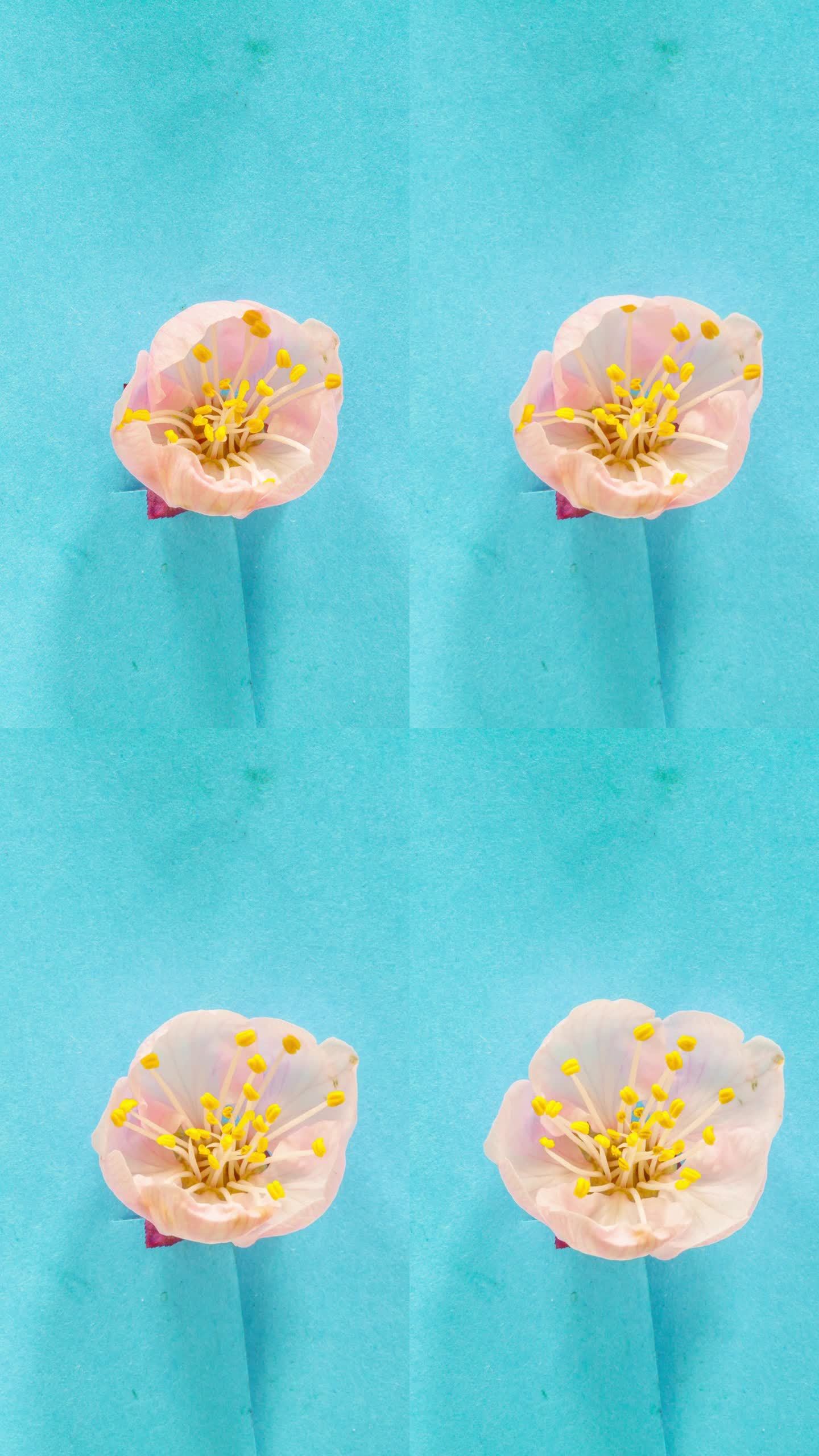 在蓝色背景上，一朵杏花绽放并生长。盛开的亚美尼亚李花。时光流逝杏花枝头绽放。垂直延时9:16比例手机