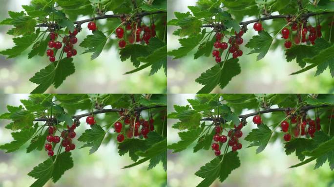 七月的一天，果园里长着成熟红醋栗的树枝特写。收获健康的浆果。葡萄干。成熟的红醋栗树