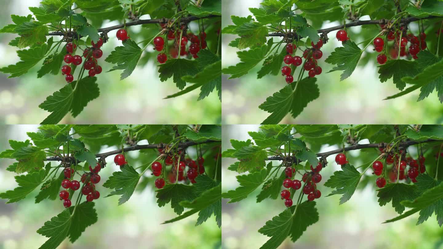 七月的一天，果园里长着成熟红醋栗的树枝特写。收获健康的浆果。葡萄干。成熟的红醋栗树