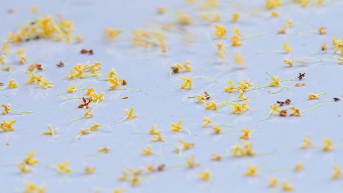 一组风吹桂花花朵特写