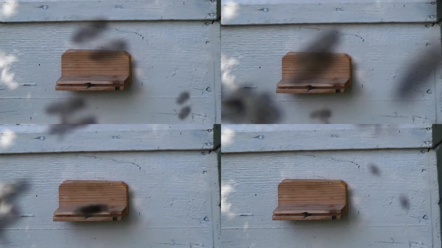 一大群蜜蜂在蜂巢的后面飞来飞去。夏天的一天，一群昆虫到处乱跑