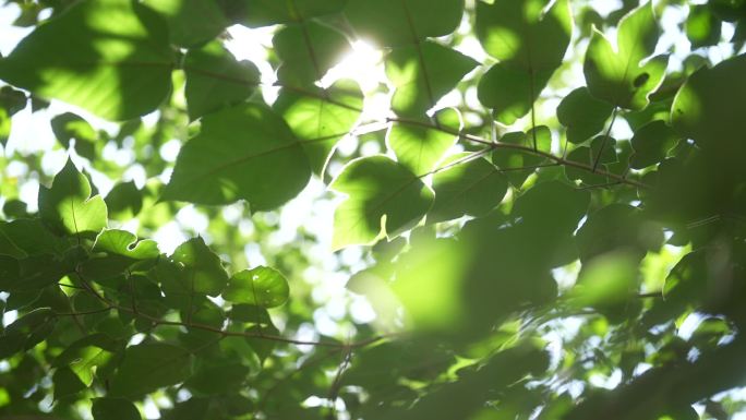 清晨树叶斑驳夏天阳光