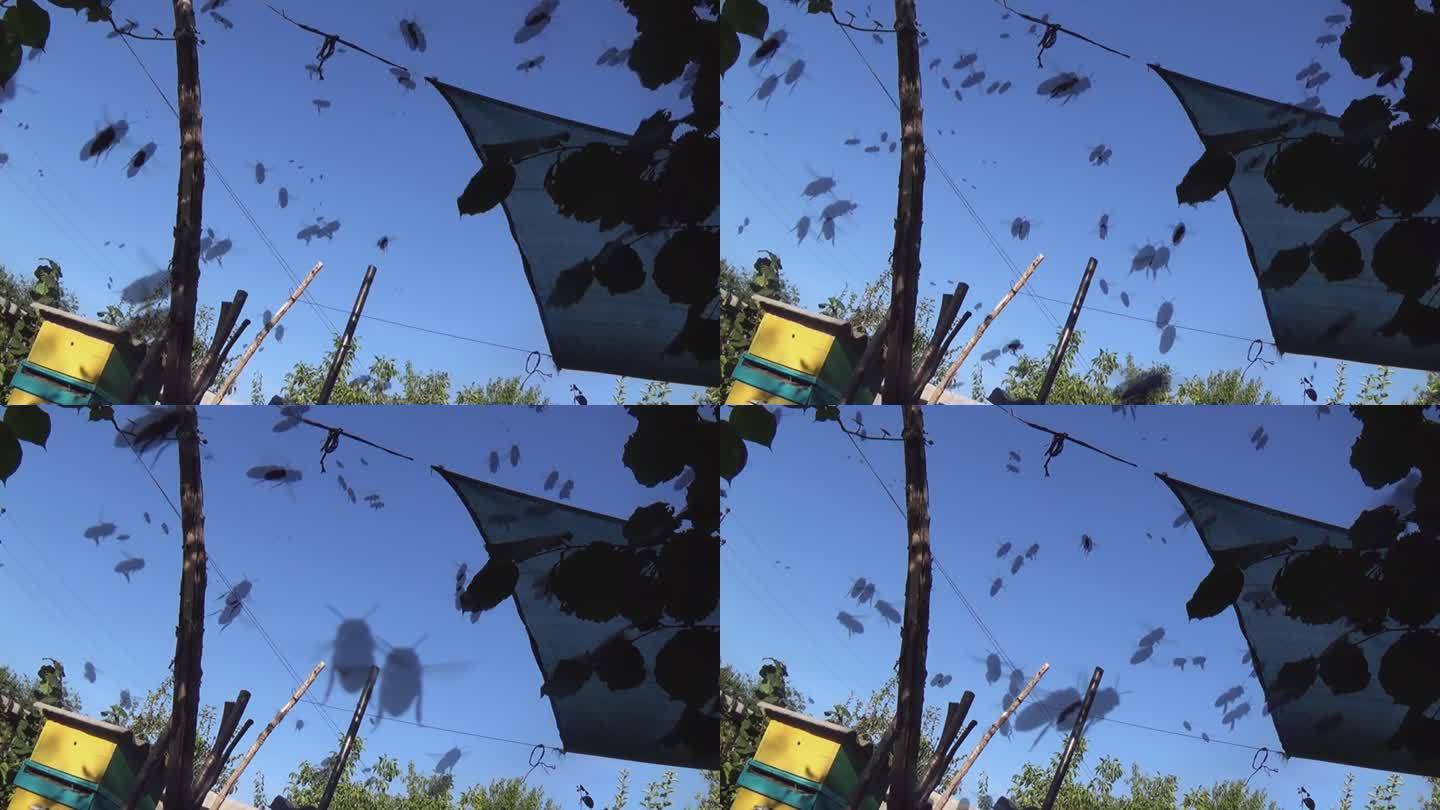 一大群蜜蜂在蓝天的衬托下飞翔。夏天的一天，一群昆虫到处乱跑